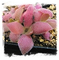 Pinguicula cv. Marciano / 2+ plants